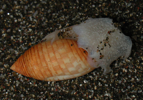 Pupa tessellata: underside