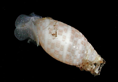 Pupa tessellata: young