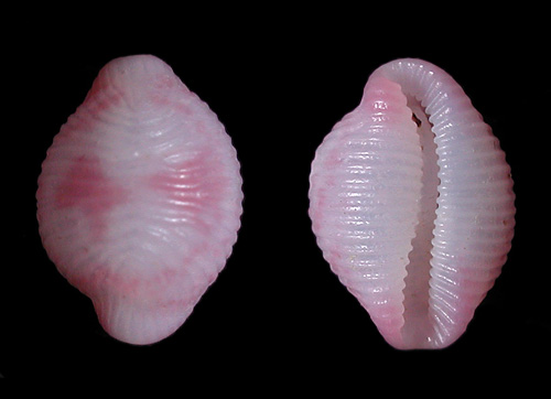 Purpurcapsula exigua