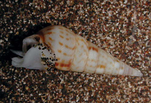 Pyramidella sulcata: underside