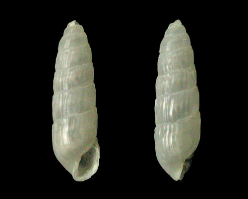 Unidentified Pyramidellid #18: shell