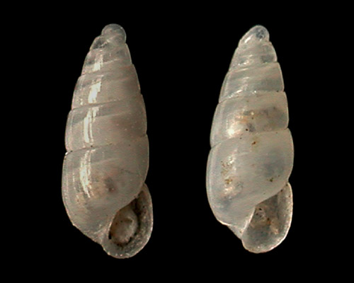 Unidentified Pyramidellid #5: shell