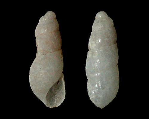 Unidentified Pyramidellid #8: shell