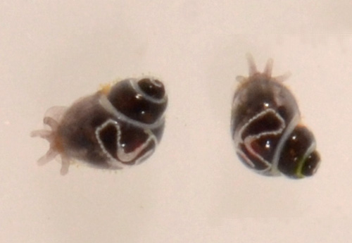 Rissoella cf. confusa