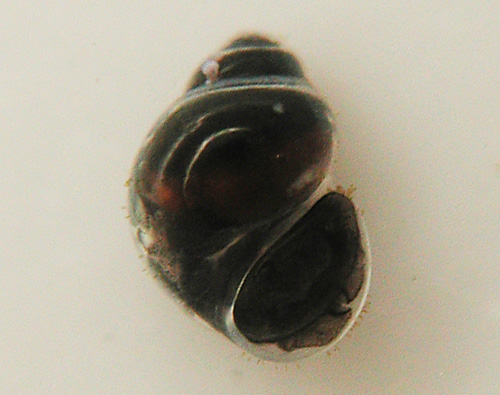 Rissoella cf. confusa: underside