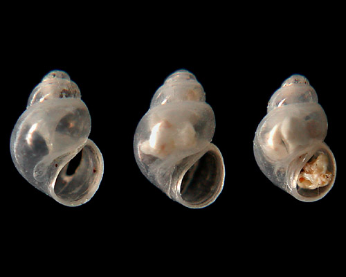 Rissoella longispira: shell