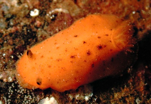 Rostanga bifurcata