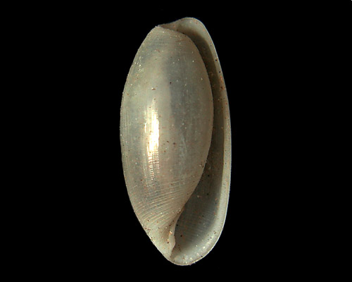 Roxaniella( pittmani: shell