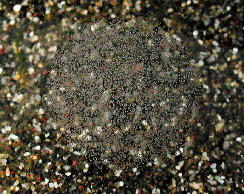 Roxaniella pittmani: egg mass