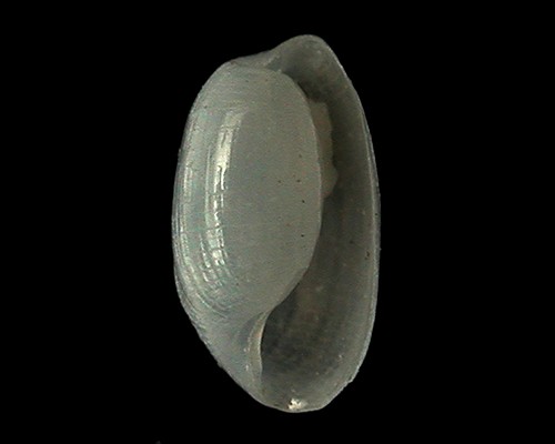 Roxaniella sp. #9: shell