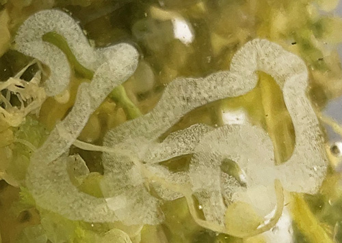 Sacoproteus cf. smaragdinus: egg mass