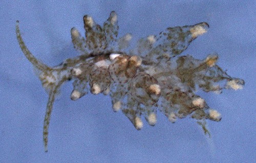 Sacoproteus thomasleei