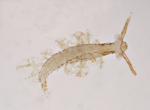 Sacoproteus thomasleei: underside