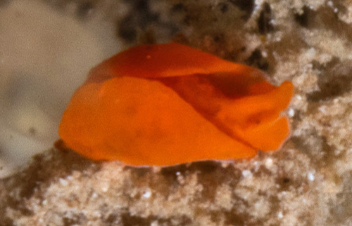 Sagaminopteron pohnpei: orange, front