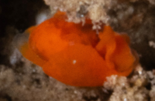 Sagaminopteron pohnpei: orange, rear