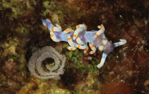 Samla bicolor: with egg mass