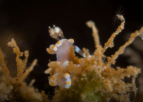 Samla bicolor: feeding?