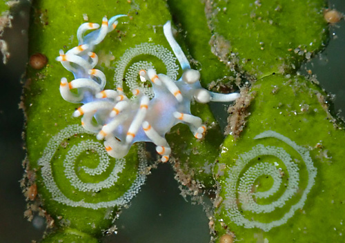 Samla bicolor: with egg masses