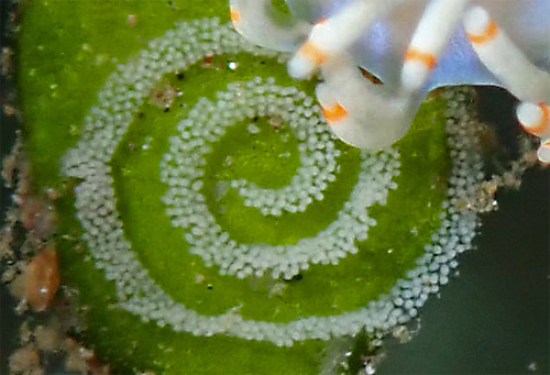 Samla bicolor: egg mass