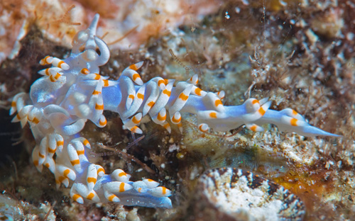 Samla bicolor: mating