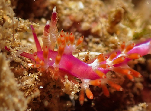 Samla cf. rubropurpurata: cerata & rhinophores extended