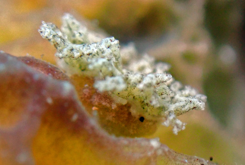 Sclerodoris sp. #2: branchia, side