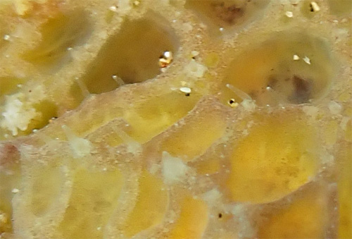 Sclerodoris sp. #2: texture, detail