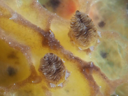 Sclerodoris sp. #2: rhinophores