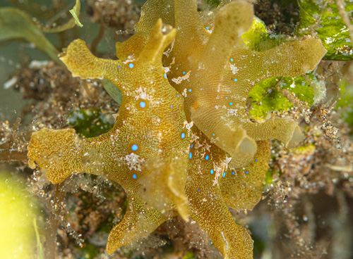 Scyllae sp. #1: mating, just before contact