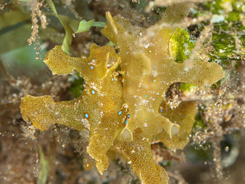 Scyllae sp. #1: mating, after contact