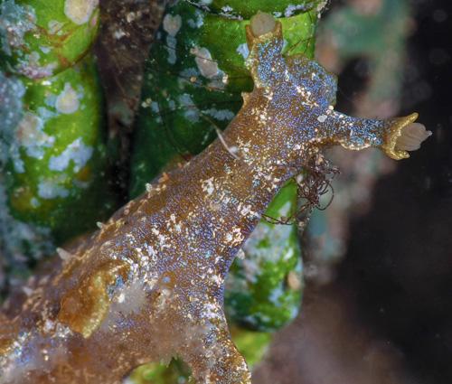 Scyllae sp. #1: pale ocelli