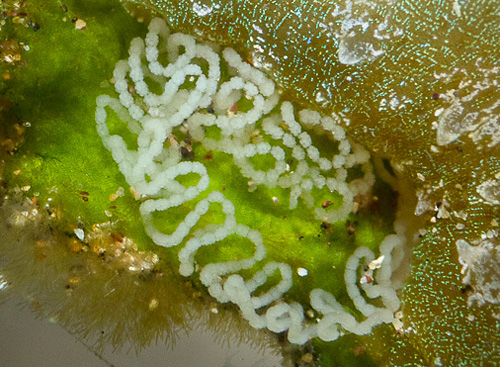 Scyllae sp. #1: with, eggs, detail