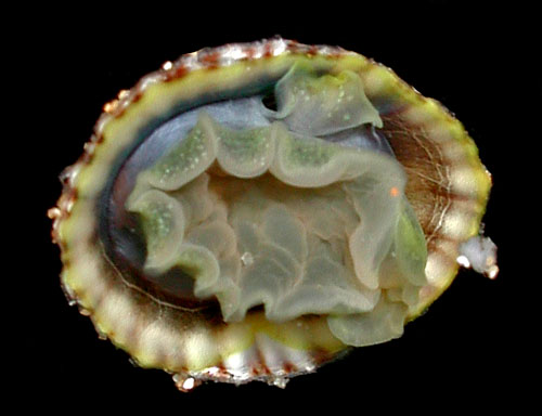 Siphonaria normalis: underside, intermediate ribs