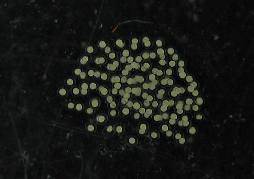 Siphopteron flavum: egg mass