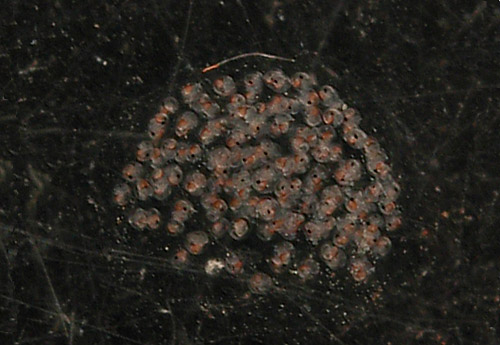 Siphopteron flavum: egg mass