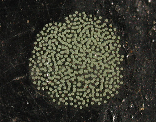 Siphopteron quadrispinosum: egg mass