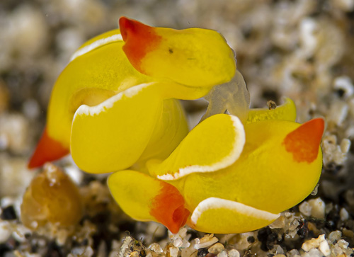 Siphopteron quadrispinosum: mating