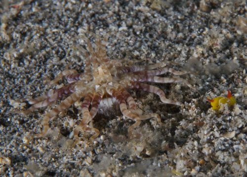 Siphopteron quadrispinosum: predation