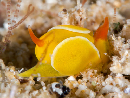 Siphopteron quadrispinosum: side, resting