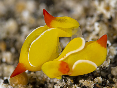 Siphopteron quadrispinosum: mating