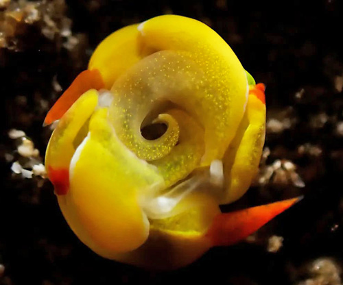 Siphopteron quadrispinosum: mating, underside