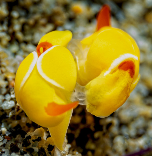 Siphopteron quadrispinosum: mating, underside