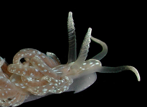 Spurilla braziliana: rhinophores