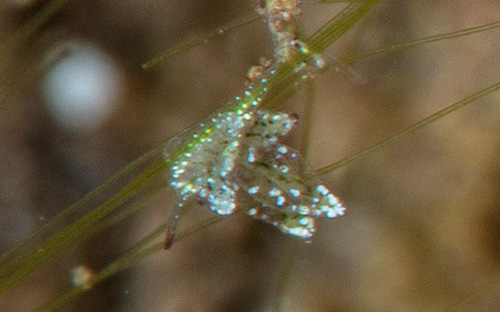 Stiliger sp. #6: young, < 1 mm