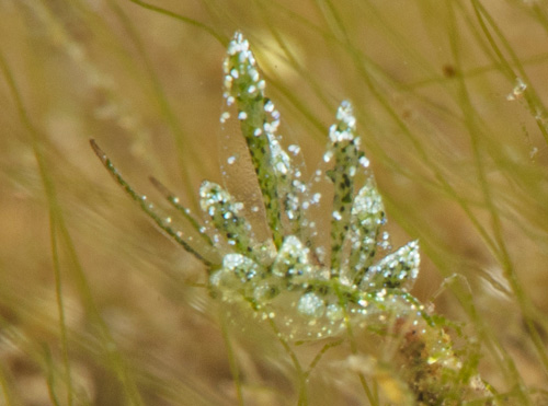 Stiliger sp. #6: rhinophores