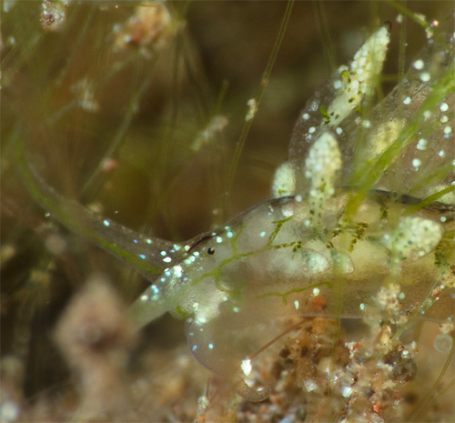 Stiliger sp. #6: head, side