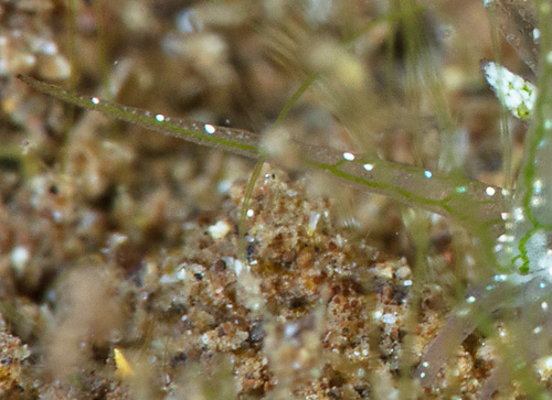 Stiliger sp. #6: rhinophore, detail