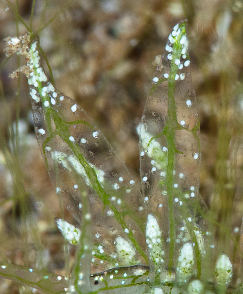 Stiliger sp. #6: side, cerata detail, branched digestive gland