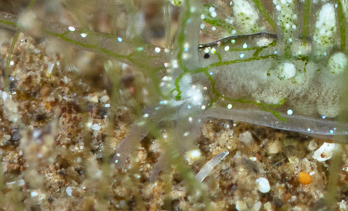 Stiliger sp. #6: cephalic tentacles, detail