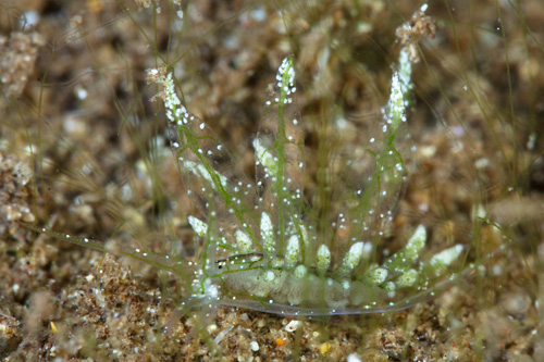 Stiliger sp. #6: side, central cerata erect